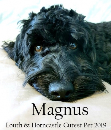 Magnus is crowned Louth & Horncastle's Cutest Pet 2019